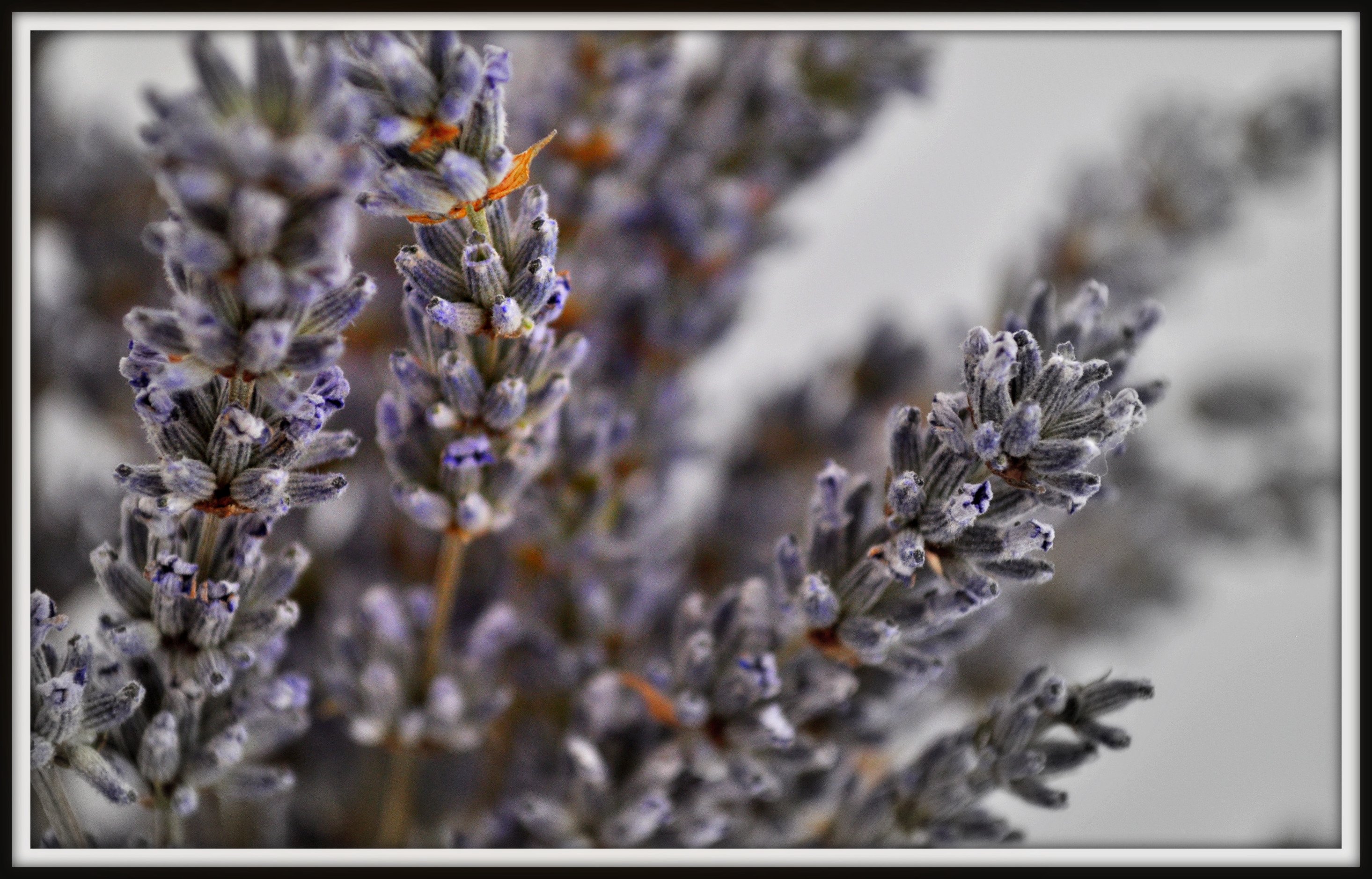 Fonds d'cran Nature Fleurs lavande