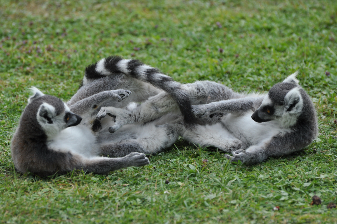 Wallpapers Animals Lemurs petits lmuriens