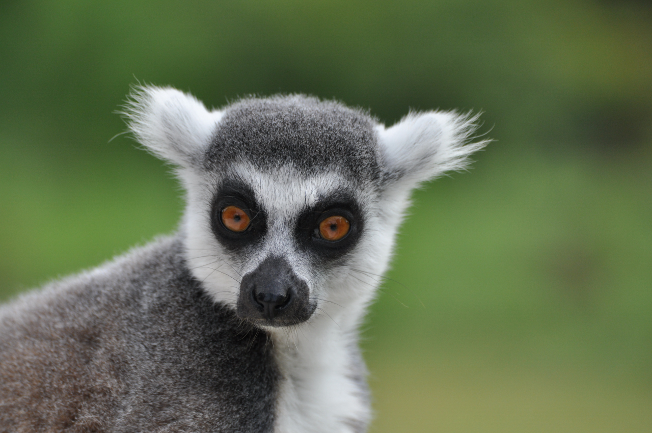 Fonds d'cran Animaux Lmuriens petit lmurien