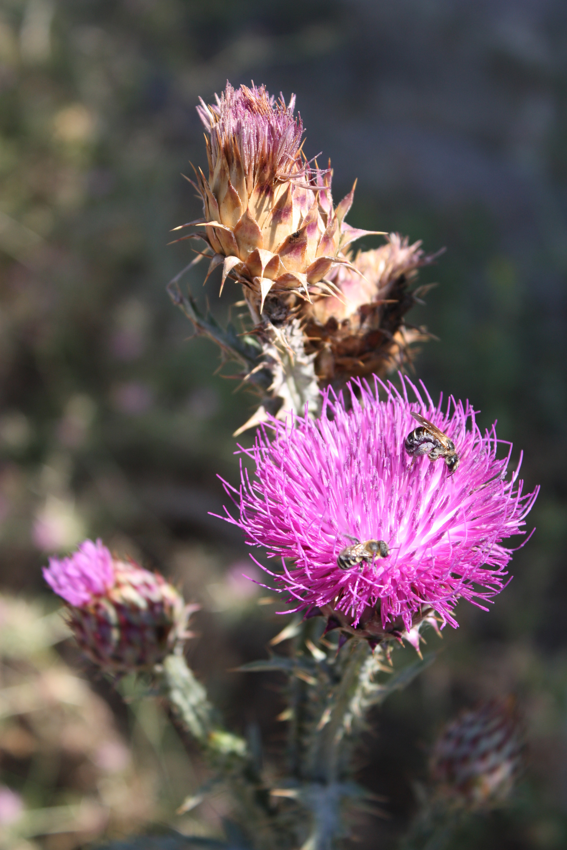 Wallpapers Nature Buds 