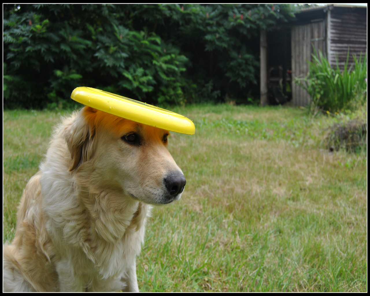 Fonds d'cran Animaux Chiens chien qui joue au frizbee