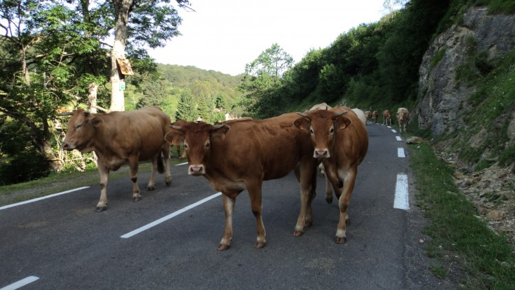 Fonds d'cran Animaux Vaches - Taureaux - Boeufs Wallpaper N265351