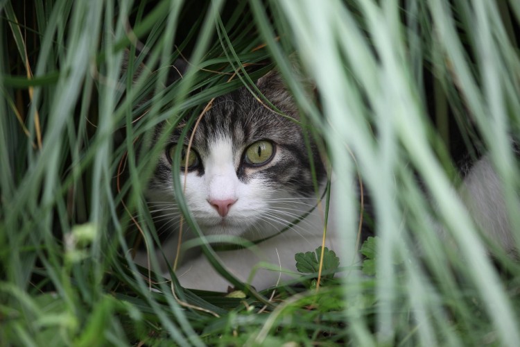 Fonds d'cran Animaux Chats - Chatons Patapouf