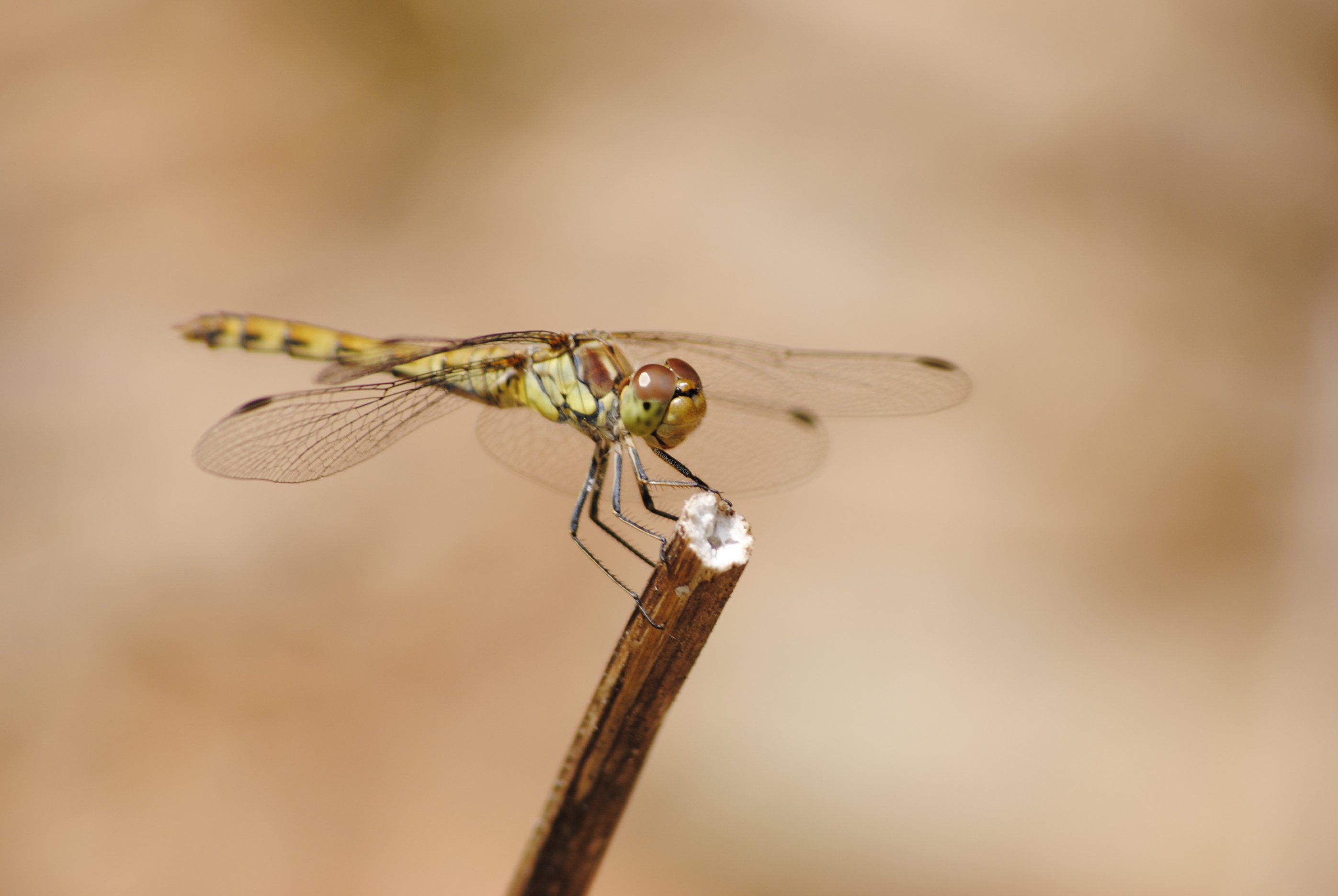 Wallpapers Animals Insects - Dragonflies Agripp