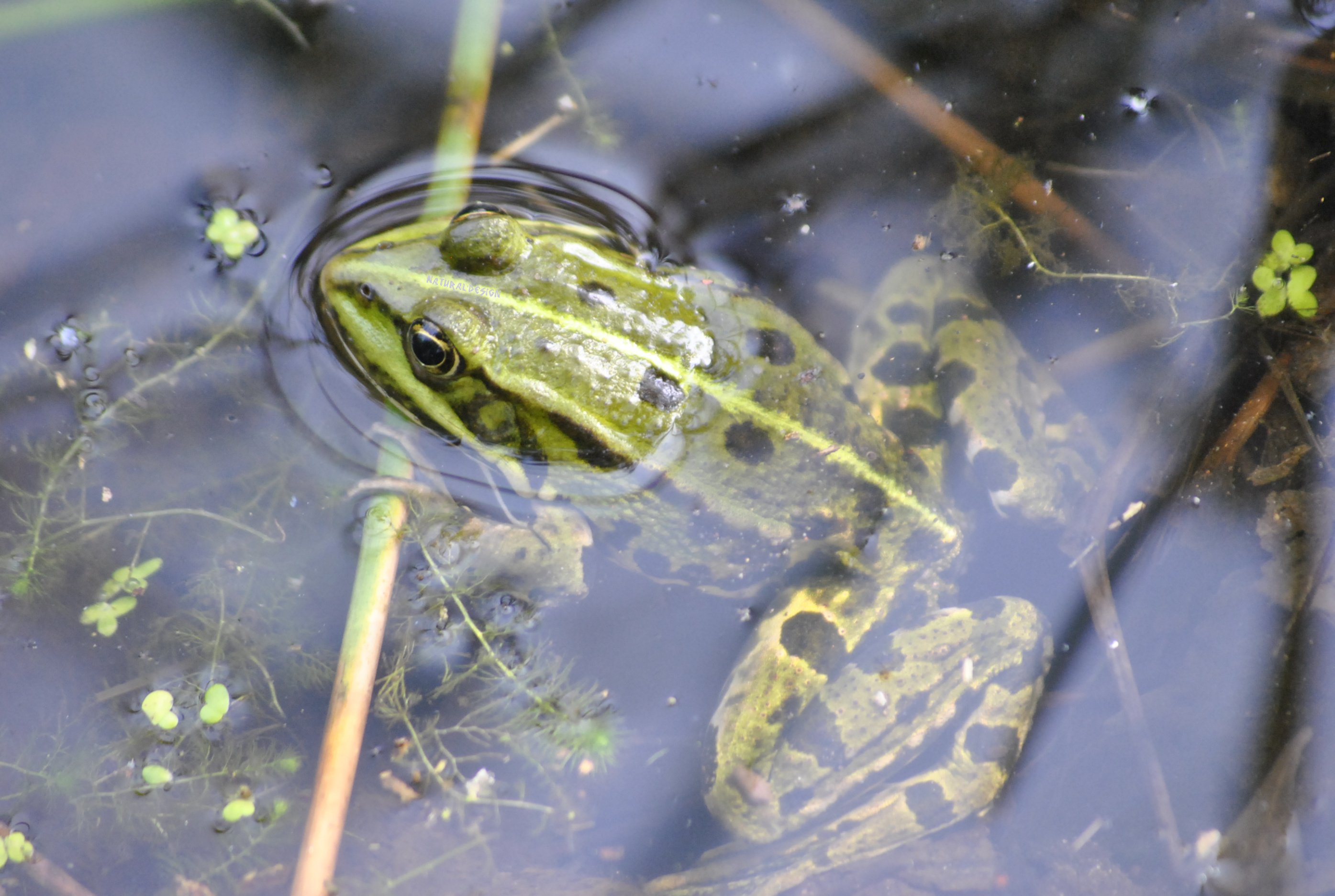 Wallpapers Animals Frogs - Toads natural crooaaaakkkkkkkkkk !!