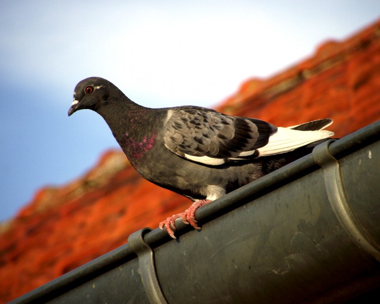 Fonds d'cran Animaux Oiseaux - Pigeons et Tourterelles Pigeon