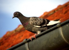 Fonds d'cran Animaux Pigeon