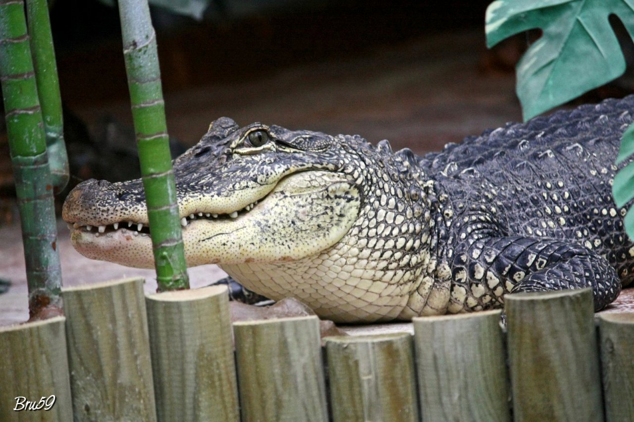 Fonds d'cran Animaux Crocodiles - Alligators - Camans Crocodile  l'afft