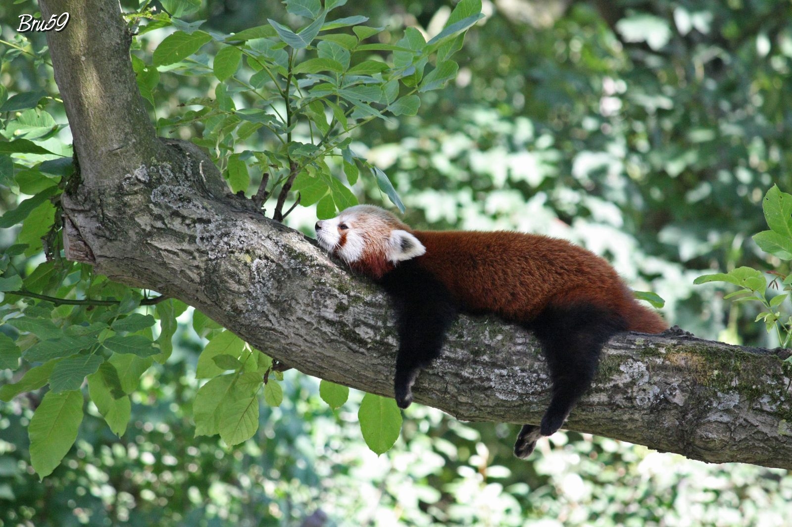 Fonds d'cran Animaux Pandas Panda Roux se reposant