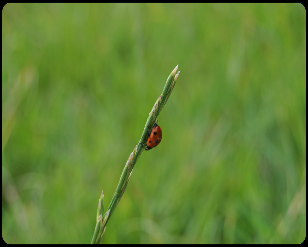 Wallpapers Animals Insects - Ladybugs coccinelle