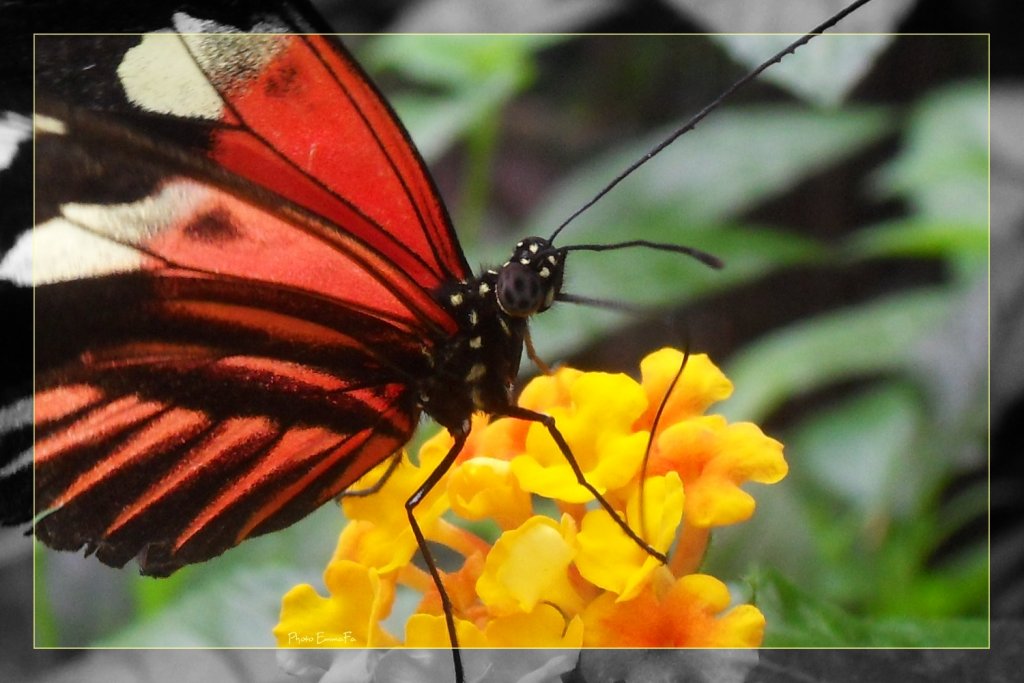 Fonds d'cran Animaux Insectes - Papillons 