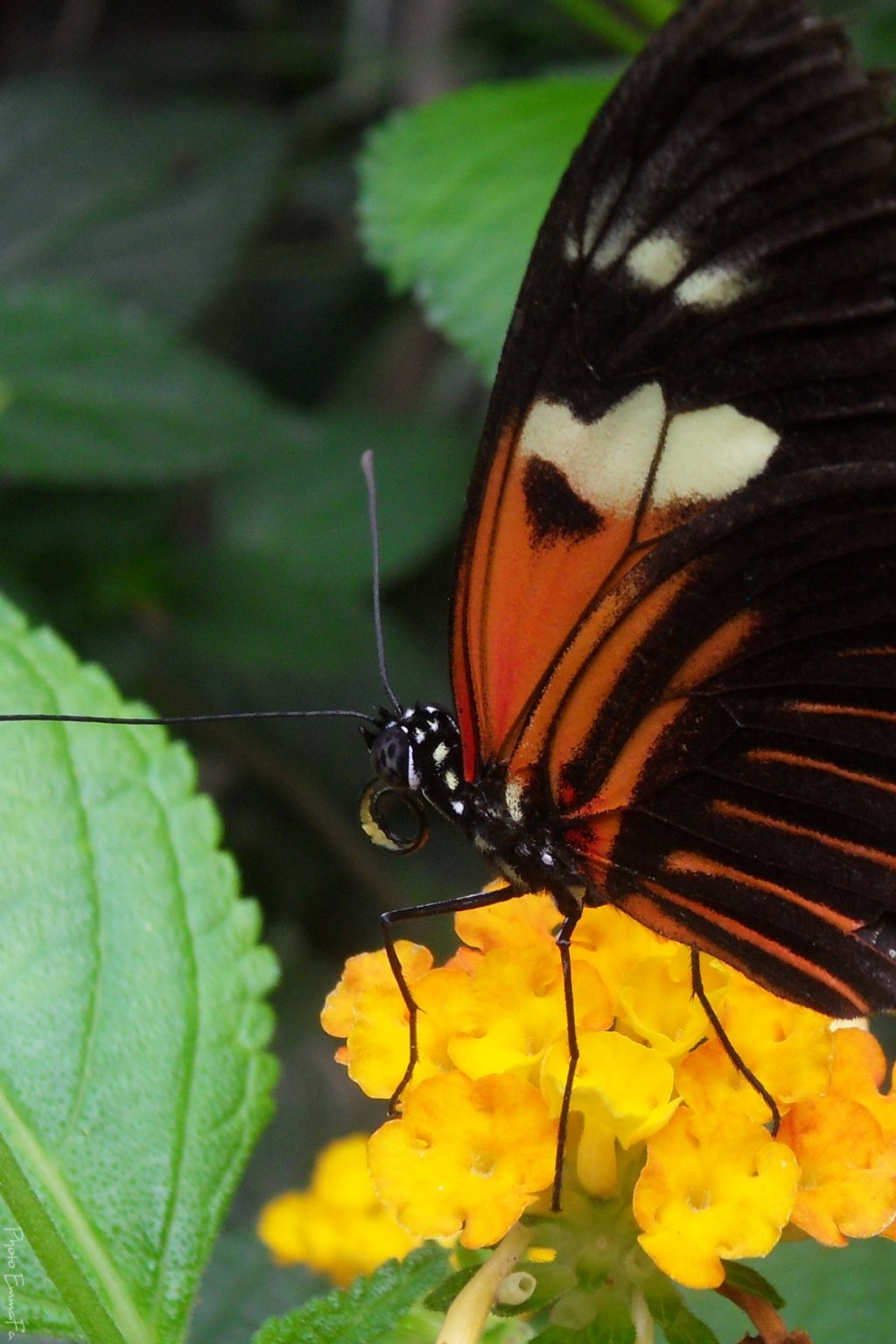 Wallpapers Animals Insects - Butterflies 