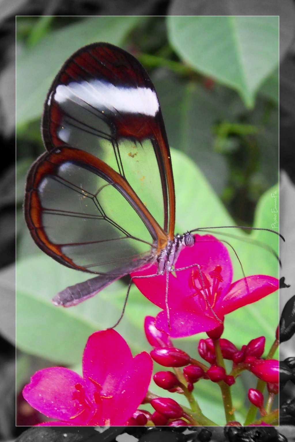 Wallpapers Animals Insects - Butterflies 