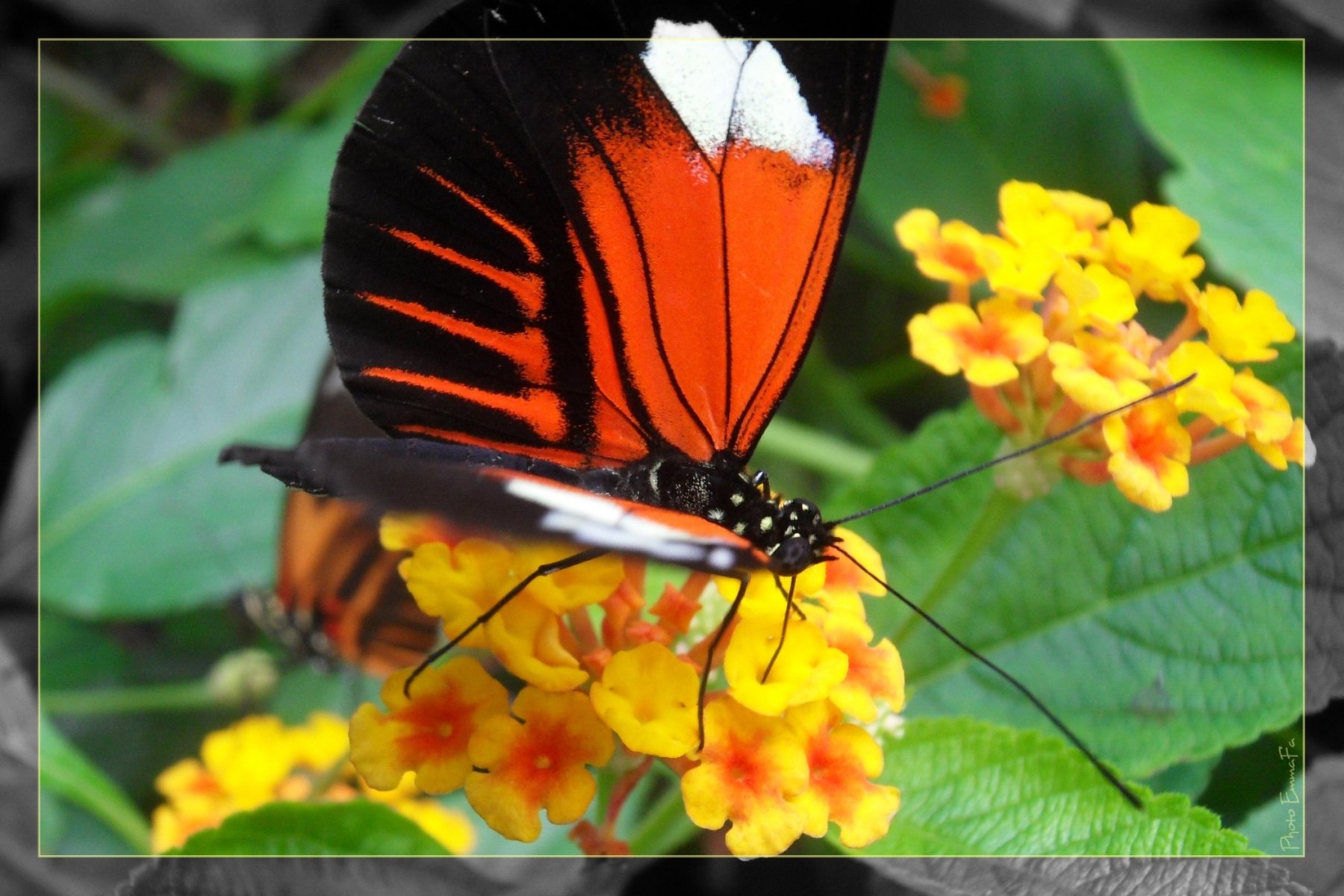 Wallpapers Animals Insects - Butterflies Slurp !