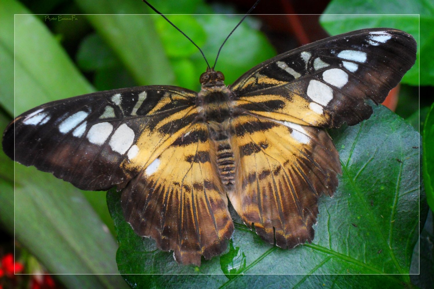 Fonds d'cran Animaux Insectes - Papillons 