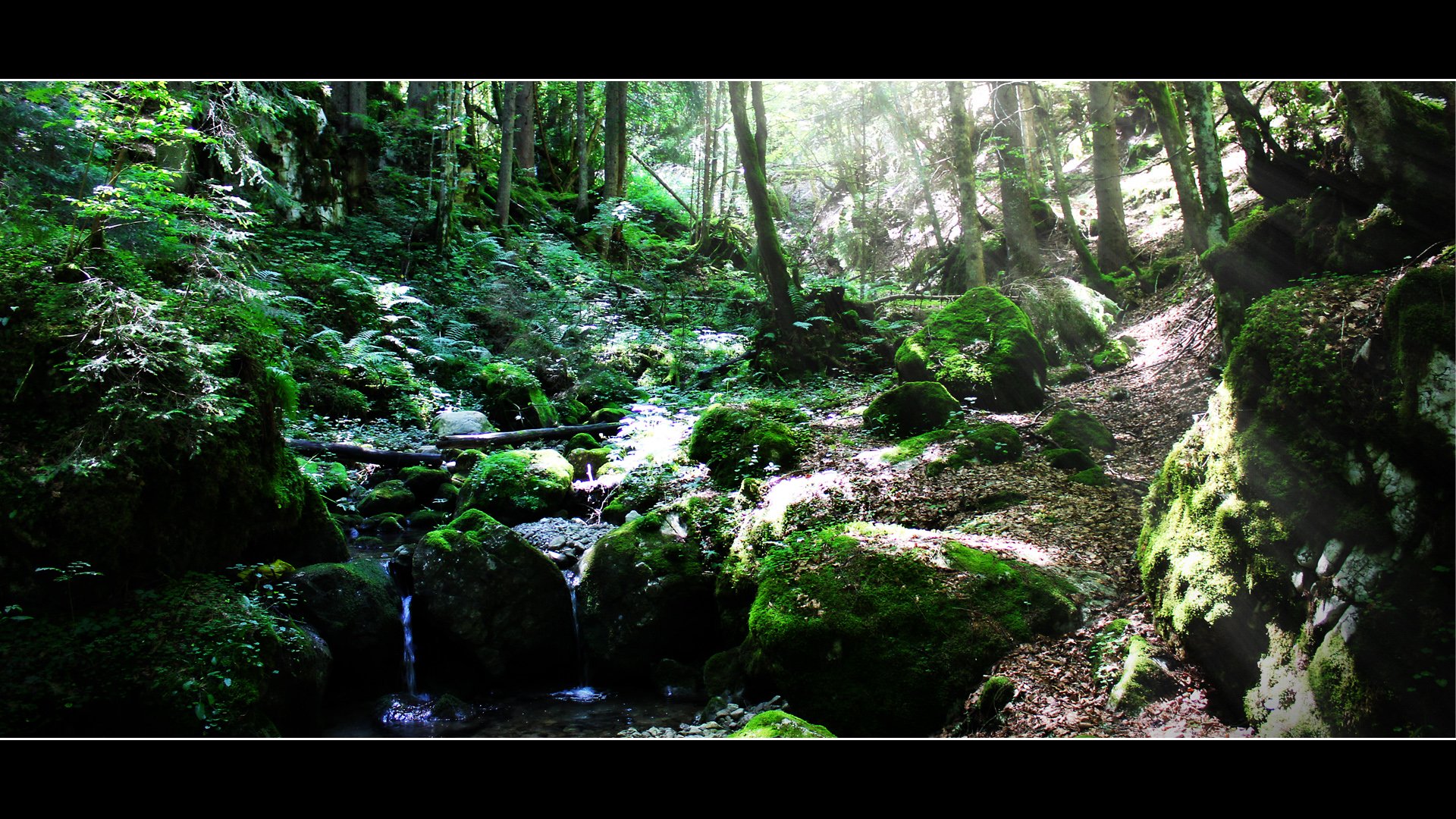 Fonds d'cran Nature Arbres - Forts enchantement