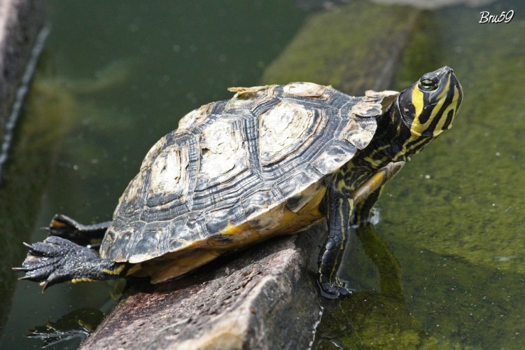 Fonds d'cran Animaux Tortues Tortue bronzant