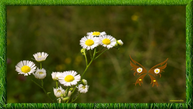 Fonds d'cran Nature Fleurs fleurs 3 marguerites