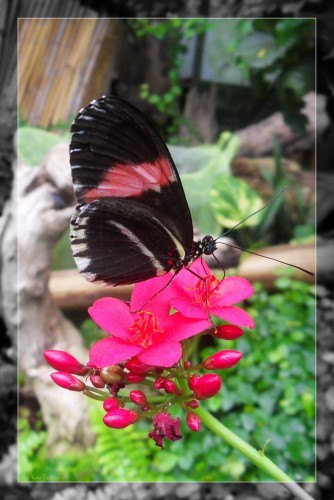 Wallpapers Animals Insects - Butterflies Wallpaper N265502