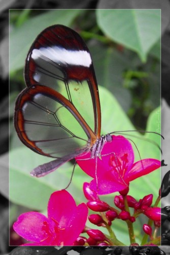 Wallpapers Animals Insects - Butterflies Wallpaper N265509