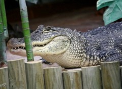 Fonds d'cran Animaux Crocodile  l'afft