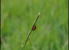 Wallpapers Animals coccinelle