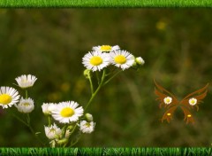 Fonds d'cran Nature fleurs 3 marguerites