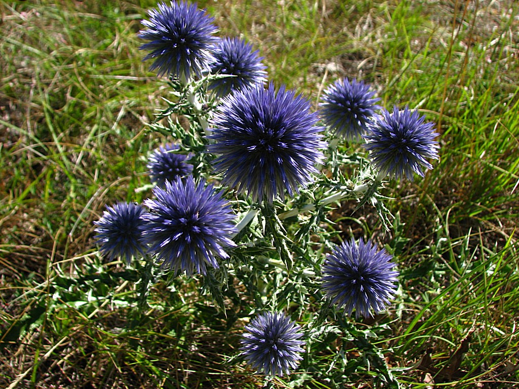 Fonds d'cran Nature Fleurs Echinops