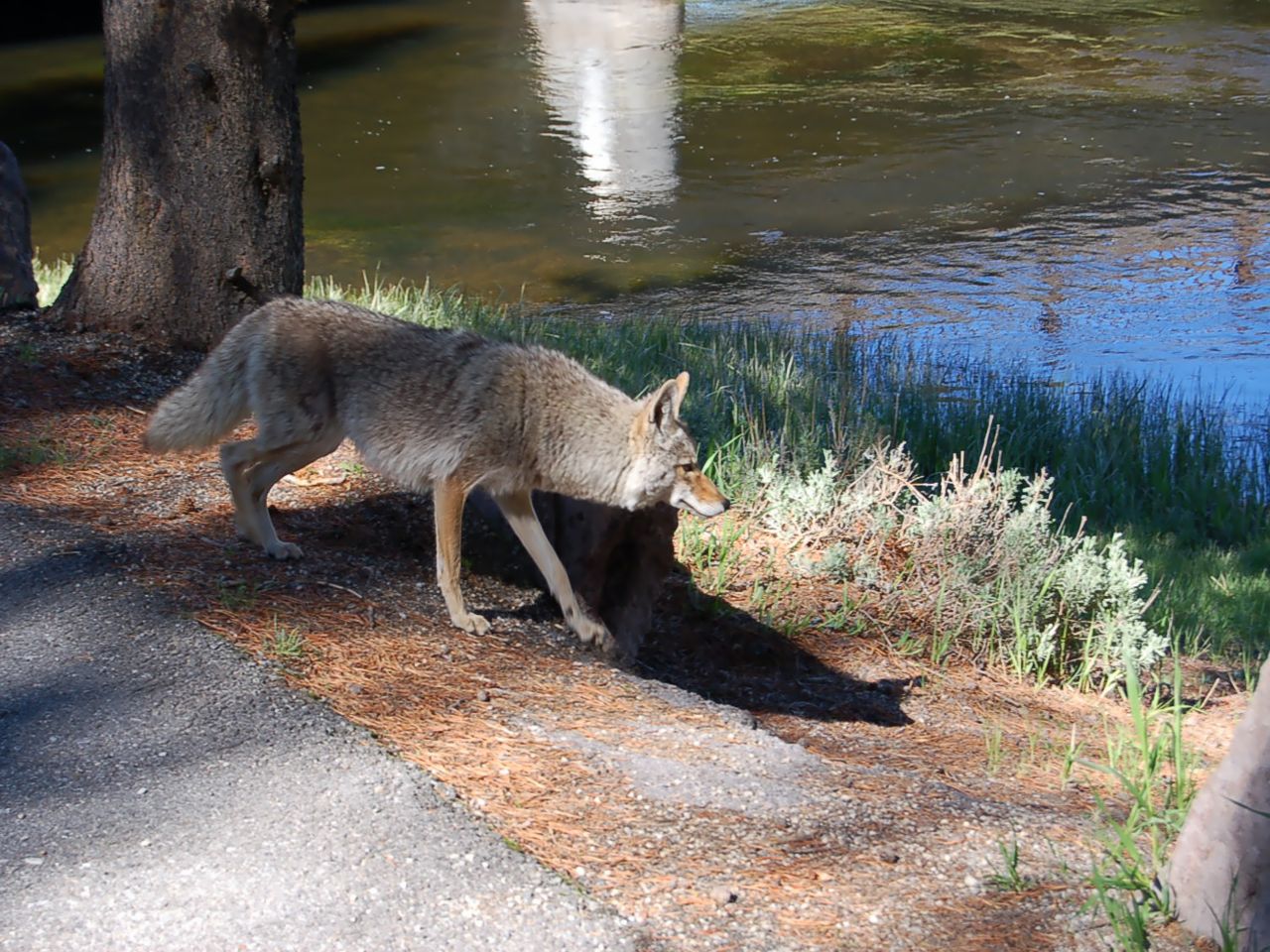 Fonds d'cran Animaux Loups Au bord de l'eau