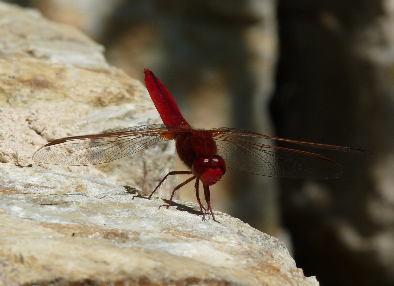 Wallpapers Animals Insects - Dragonflies 