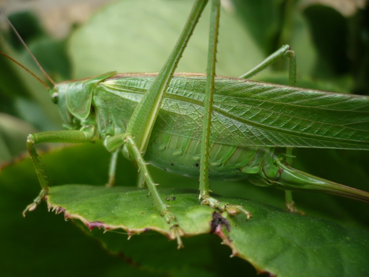 Fonds d'cran Animaux Insectes - Criquets Wallpaper N265535