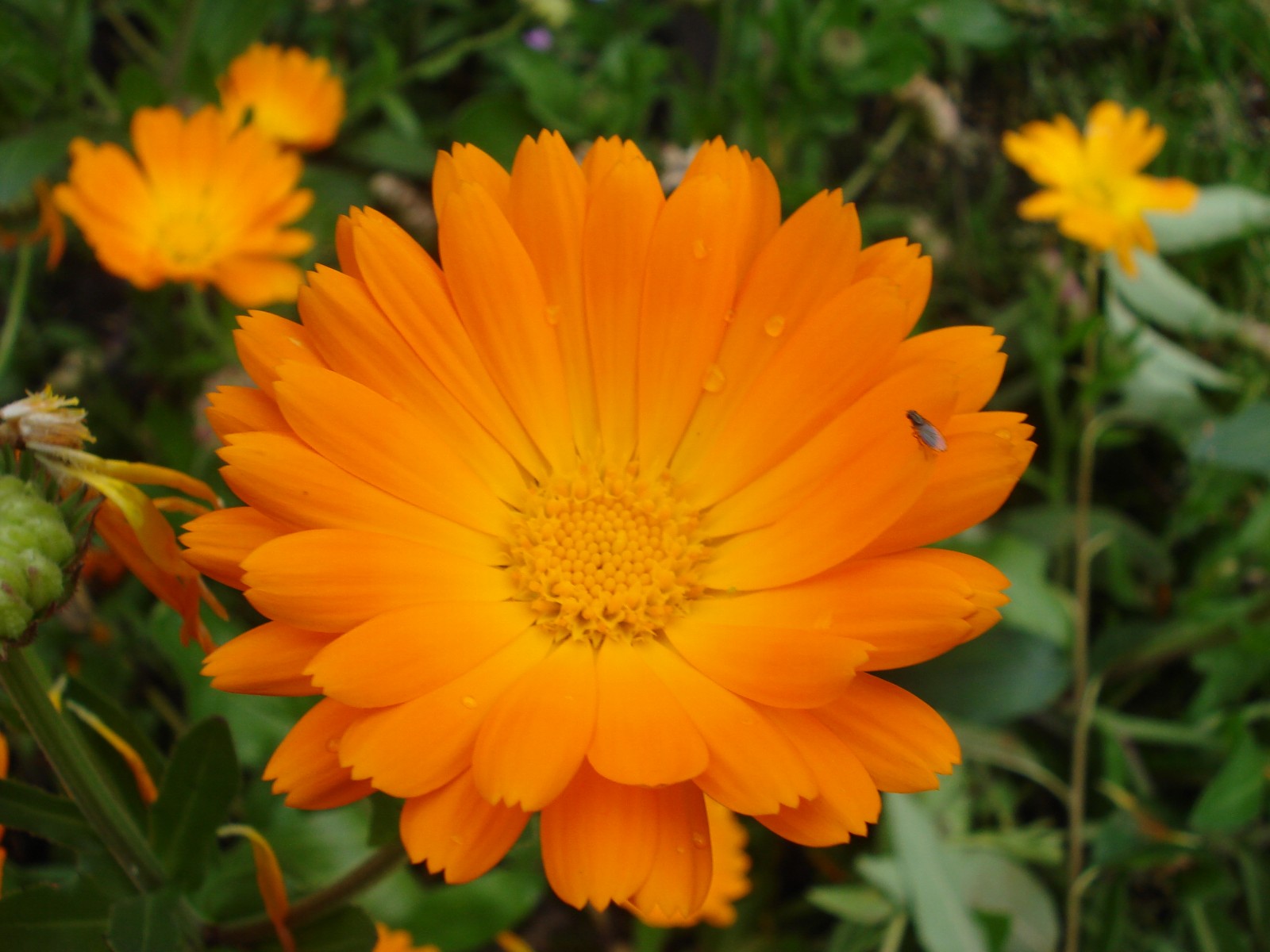 Wallpapers Trips : South America Colombia calendula officinalis o maravilla