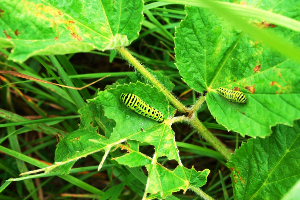 Wallpapers Animals Insects - Caterpillars Chenilles