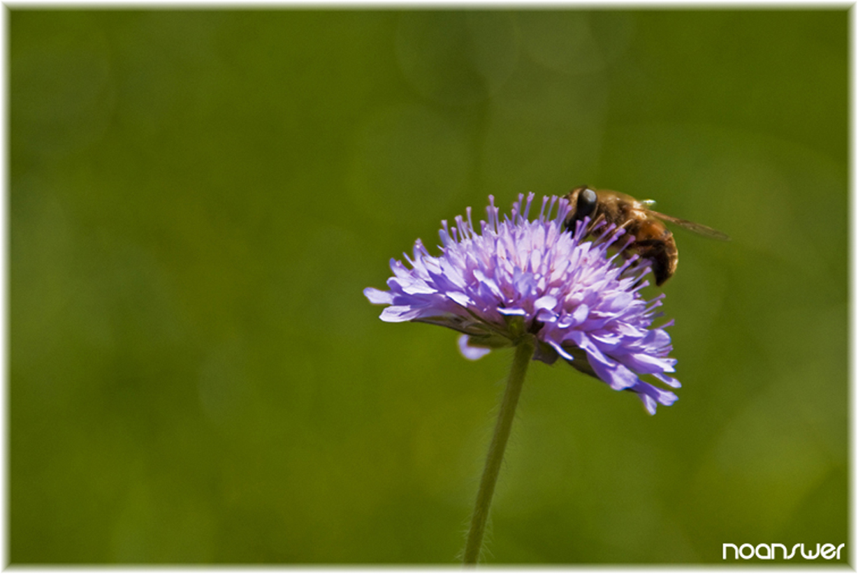 Fonds d'cran Nature Fleurs abeille 02