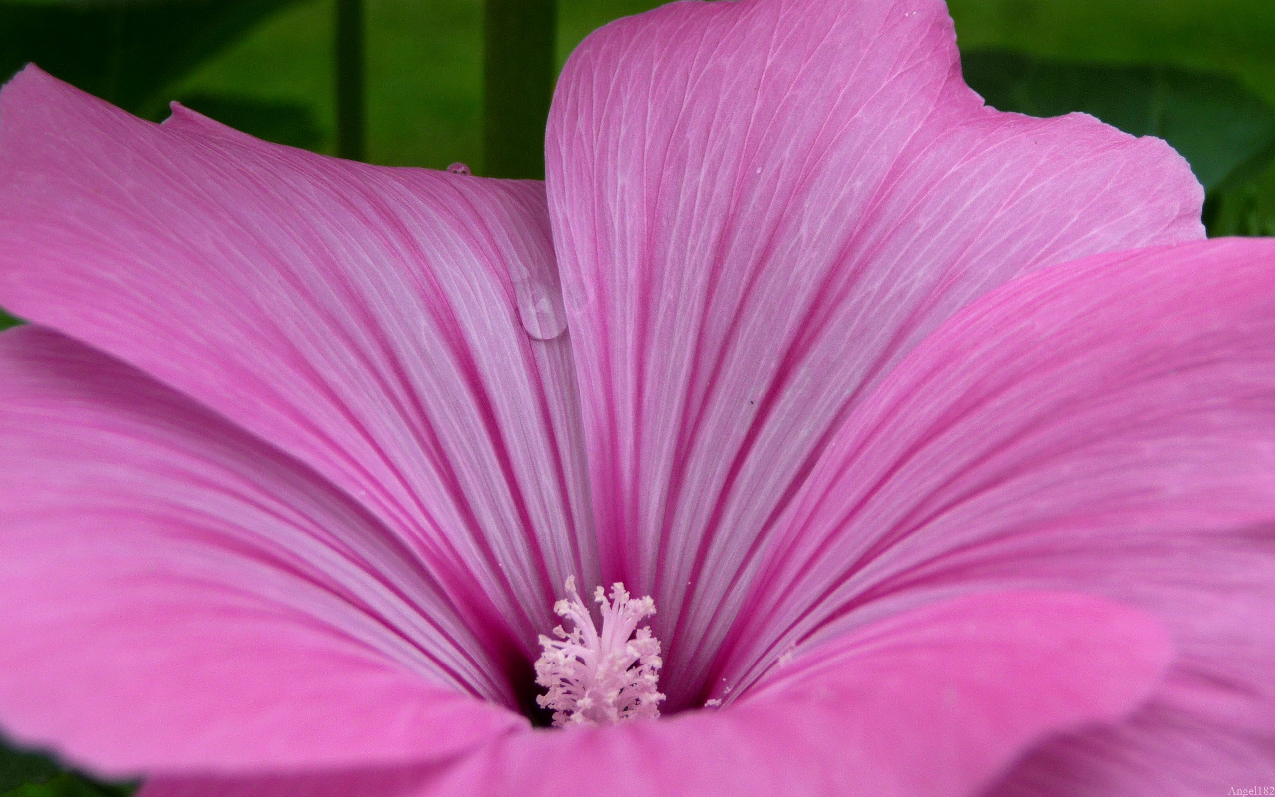 Fonds d'cran Nature Fleurs Fleur