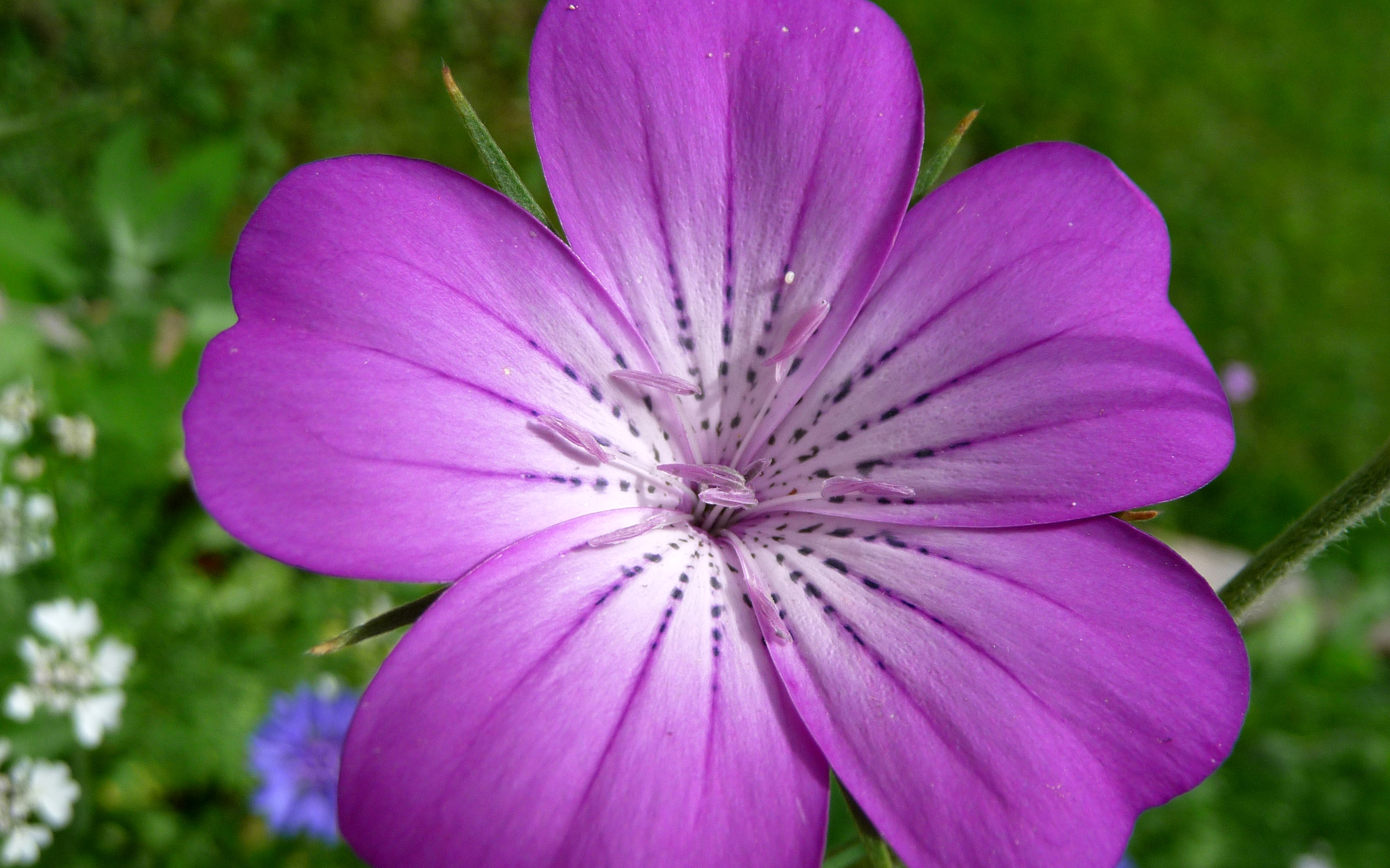 Fonds d'cran Nature Fleurs Fleur