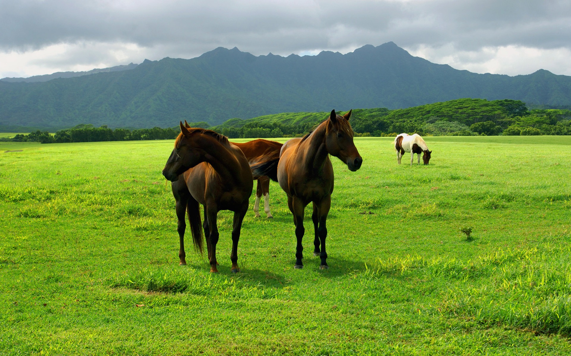 Fonds d'cran Animaux Chevaux L'ami