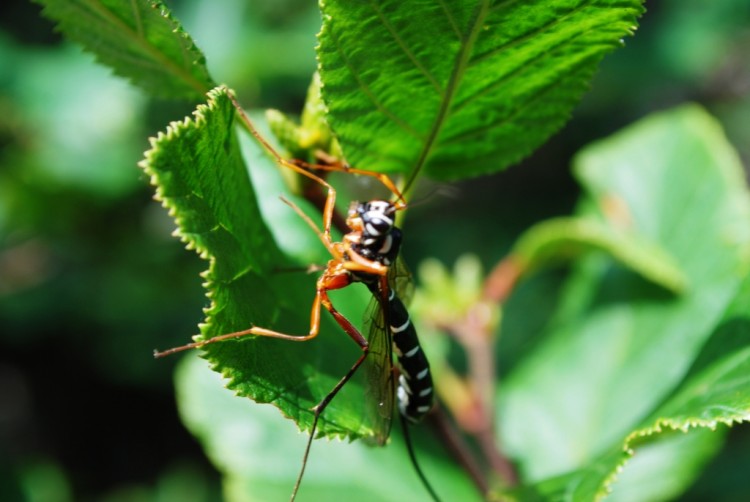 Fonds d'cran Animaux Insectes - Moustiques Wallpaper N265572