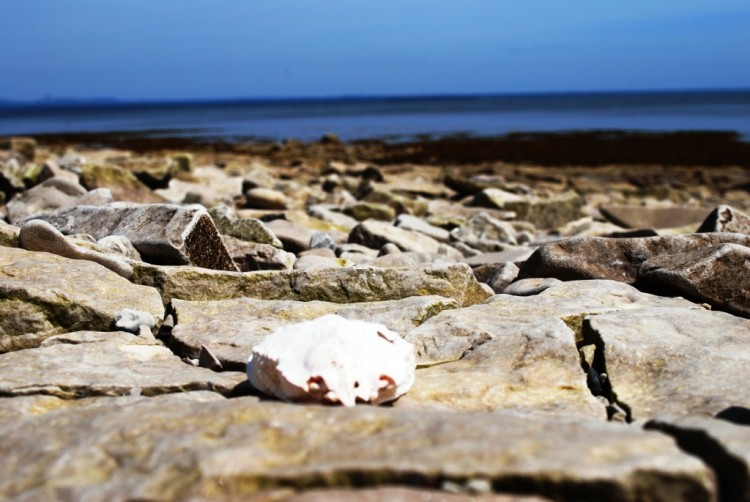 Fonds d'cran Nature Mers - Ocans - Plages cadavre de crabe 