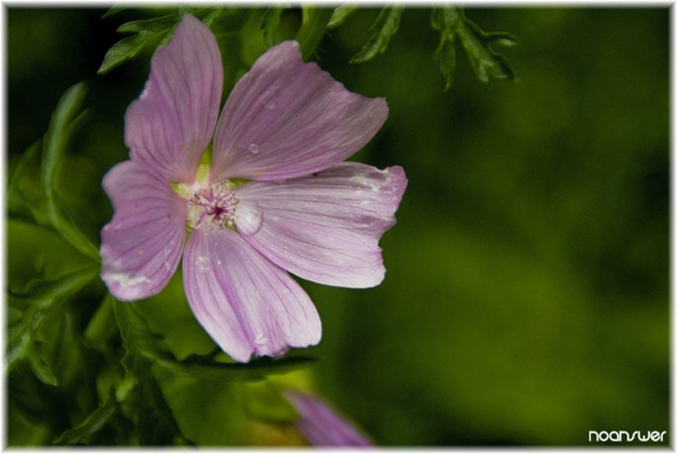 Fonds d'cran Nature Fleurs Flower's tear