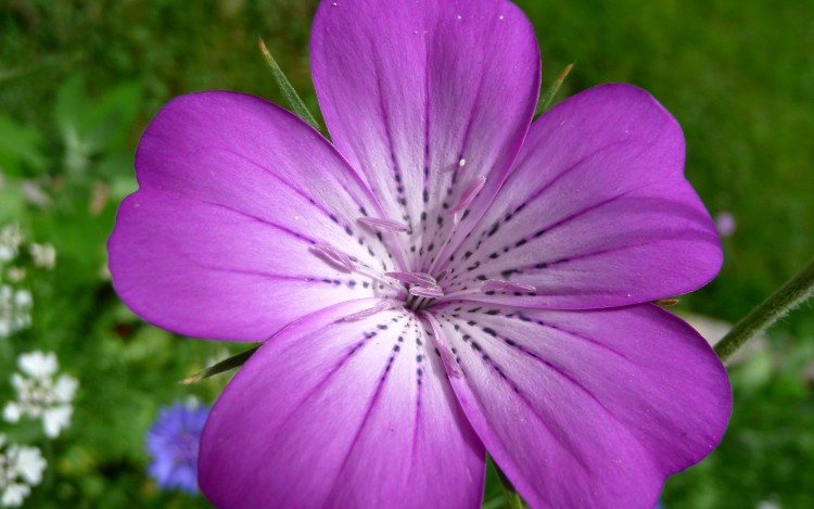 Fonds d'cran Nature Fleurs Fleur