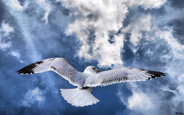 Wallpapers Animals Birds - Gulls En vol