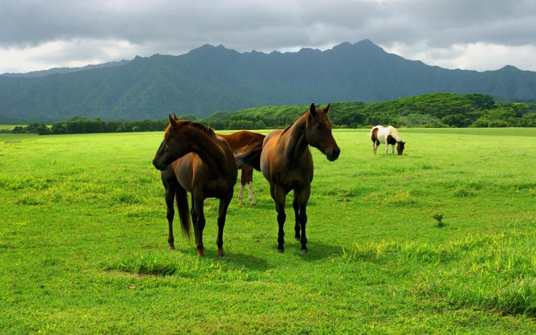 Fonds d'cran Animaux Chevaux L'ami