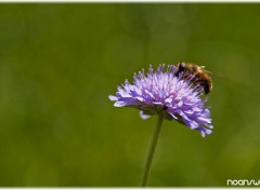 Fonds d'cran Nature abeille 02