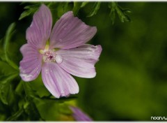 Fonds d'cran Nature Flower's tear