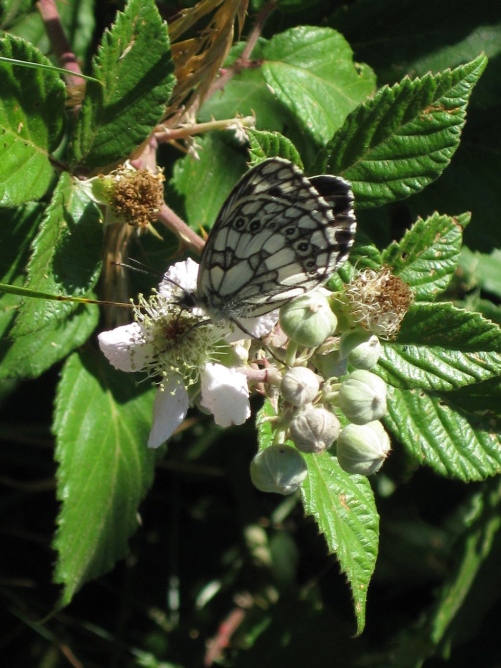 Wallpapers Animals Insects - Butterflies 