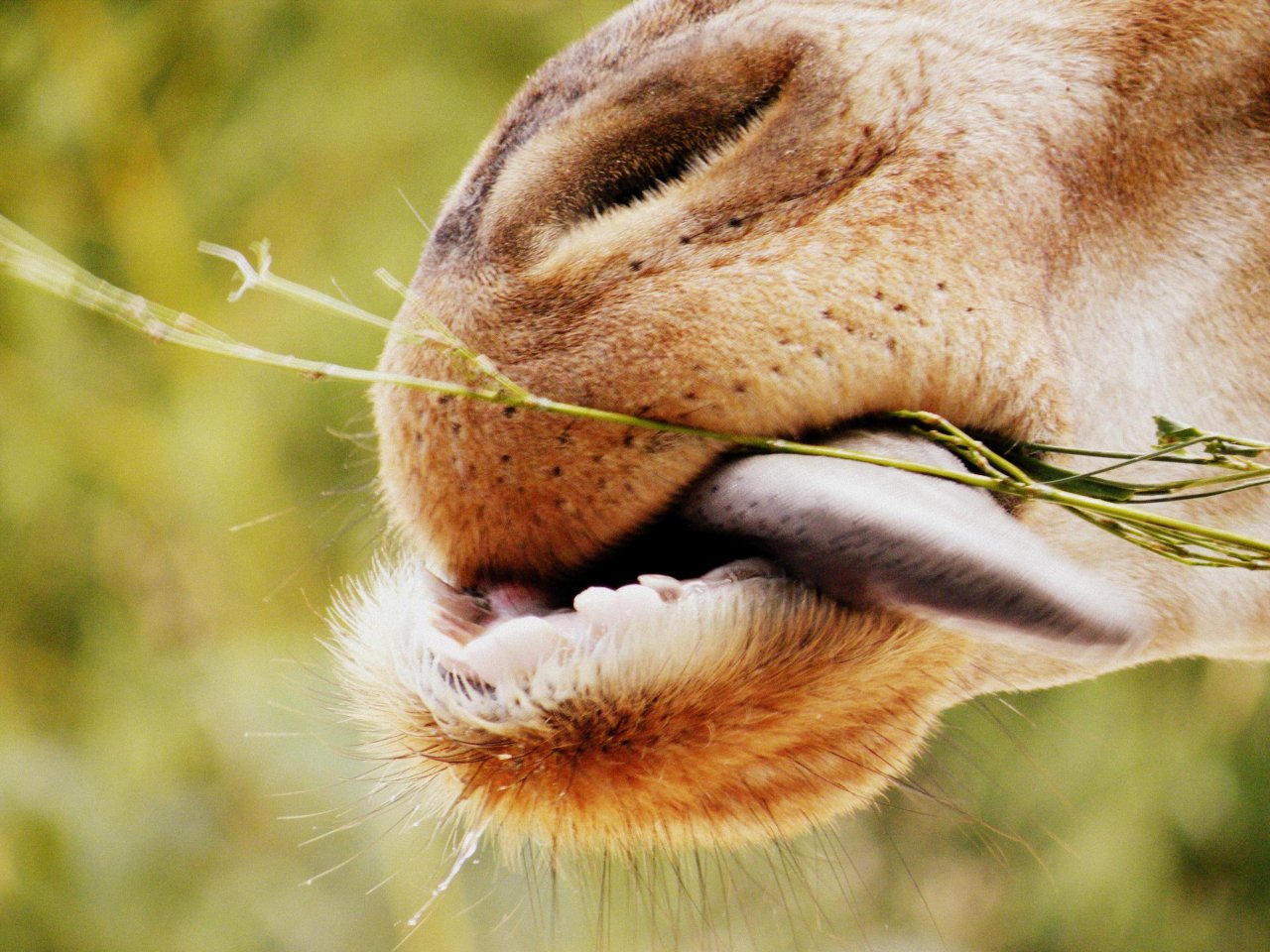 Fonds d'cran Animaux Girafes Alléchant