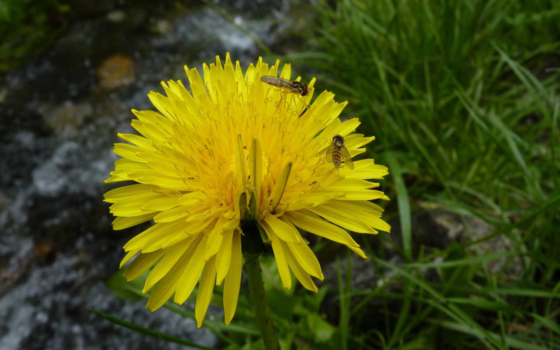 Fonds d'cran Animaux Insectes - Abeilles Gupes ... faune&flore