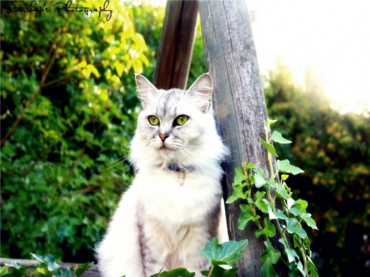 Wallpapers Animals Cats - Kittens Baya fait son come back' ;)