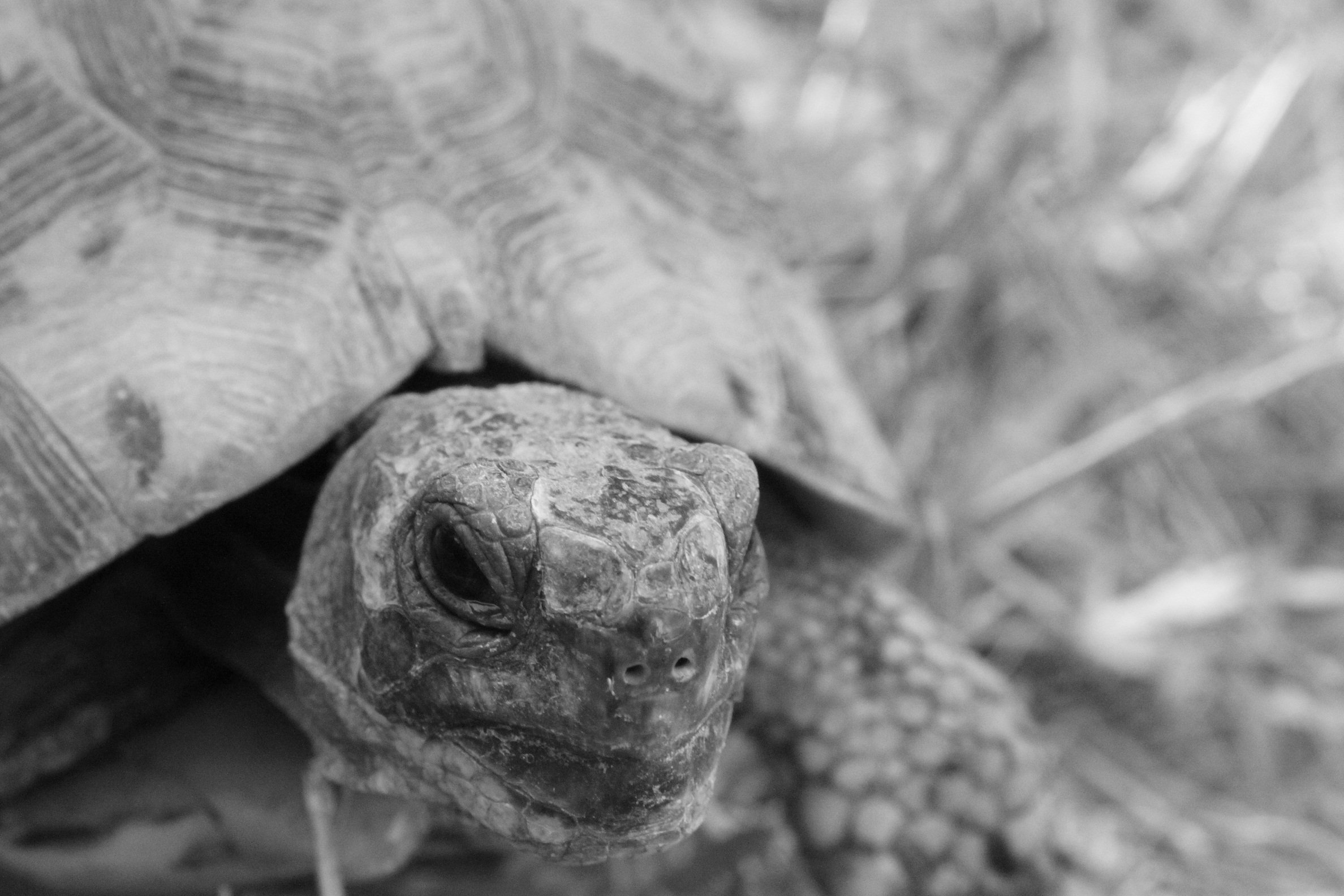 Fonds d'cran Animaux Tortues 